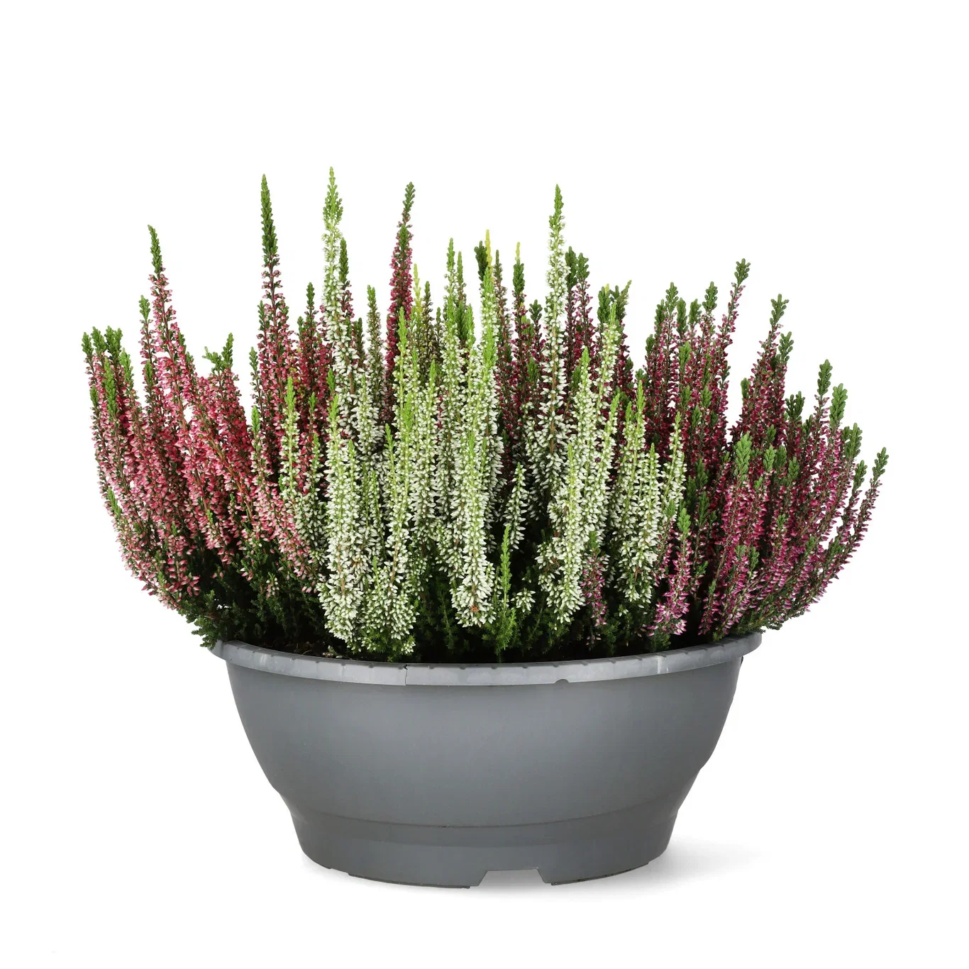 Calluna vulgaris (Beauty Ladies Series) Røsslyng i skål Ø27 cm