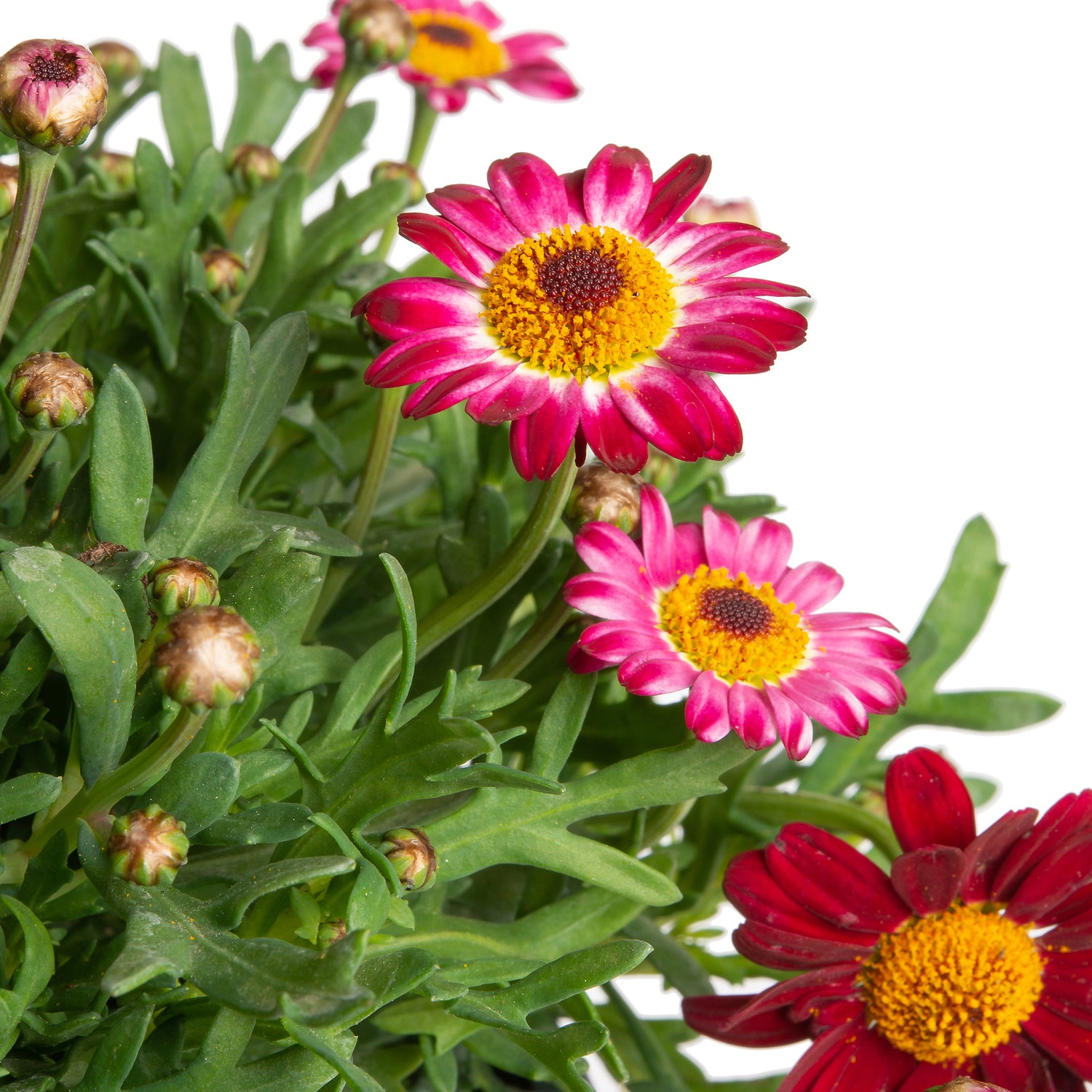 Struikmargriet (Argyranthemum frutescens) rood D 14 H 25 cm