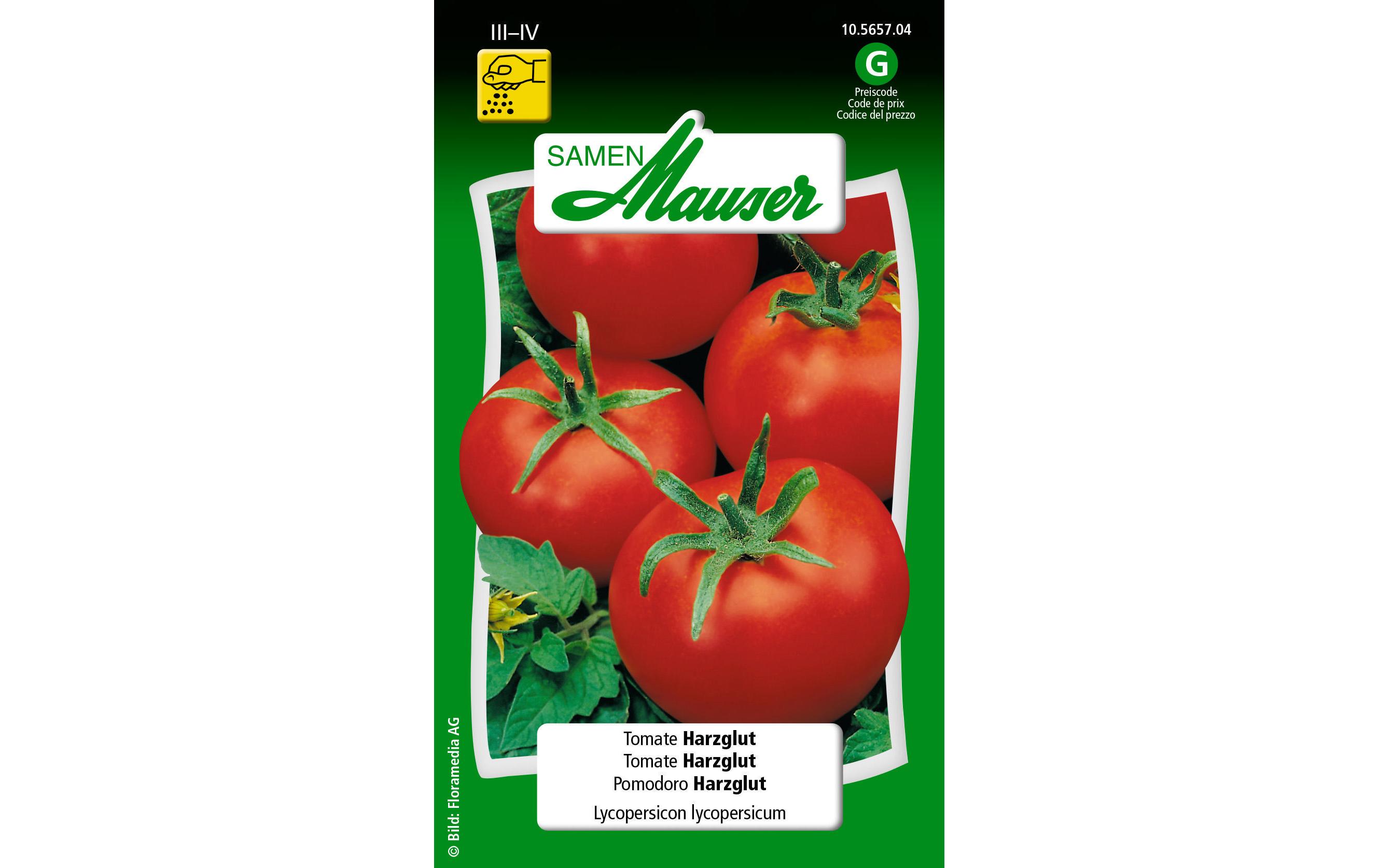 Samen Tomate HarzglutGemüsesamen