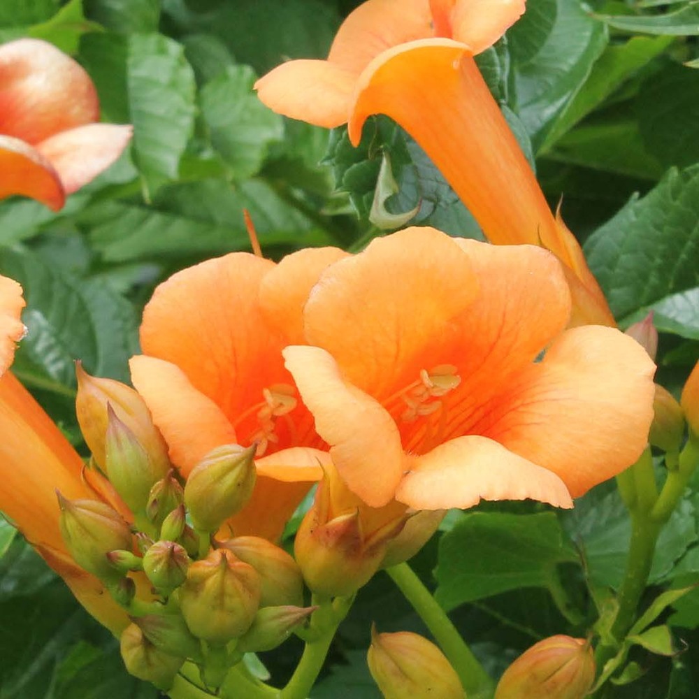 2x campsis 'indian summer' – creeper – trompette grimpeuse – hardy - ⌀15 cm – ↕55-65 cm