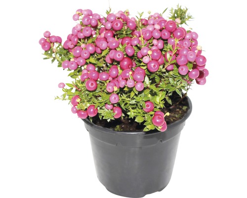 Turfmirte FloraSelf Gaultheria mucronata H 15-30 cm Co 1,2 L roze