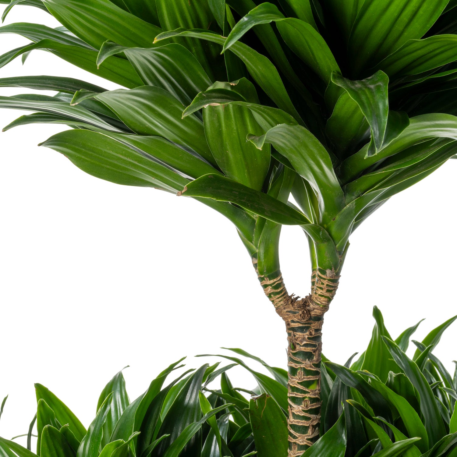 Drakenbloedboom (Dracaena fragrans 'Compacta') D 24 H 100 cm