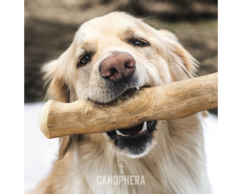 CANOPHERA hondenspeelgoed, kauwstaaf van koffiehout, maat XS (ca. 16-18 cm), voor honden tot 5 kg, bruin, stressverlichtend, gebitsverzorging, verrijking
