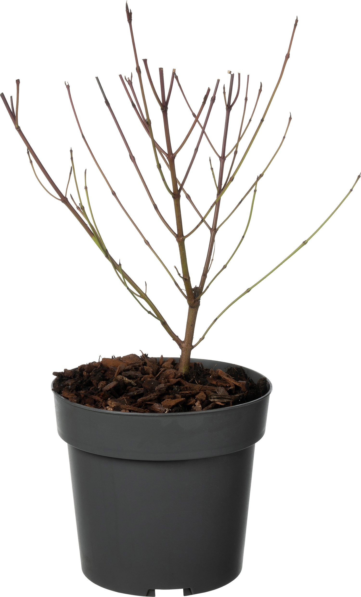 Rode Kornoelje (Cornus sanguinea) D 19 H 30 cm