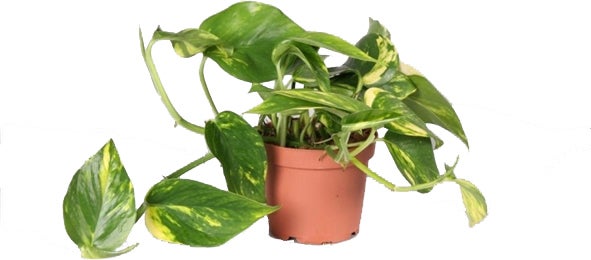 Drakenklimop (Epipremnum pinnatum 'Aureum') D 12 H 25 cm