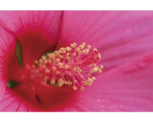 Reuzenhibiscus roze/magenta FloraSelf Hibiscus moscheutos 'Extreme' Felroze H 50-60 cm Co 5 L