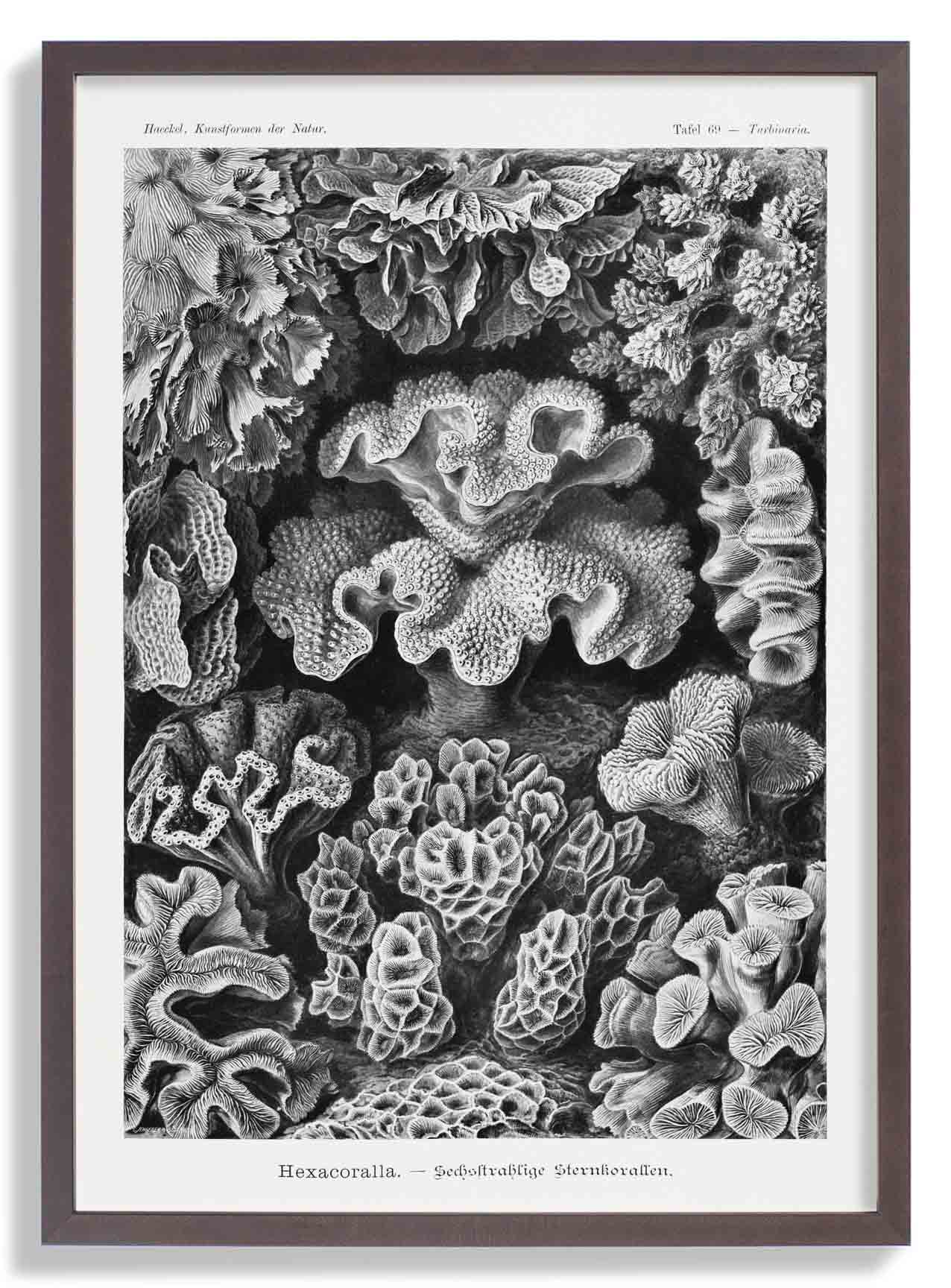 Hexacoralla I von Ernst Haeckel