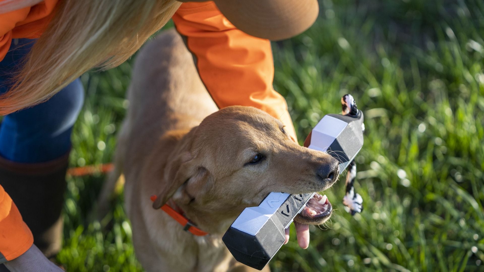 ASD Dog PerfectHold<br> Perfekt til apport trening!