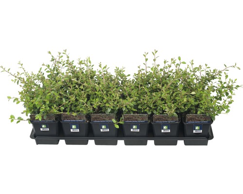 Kruipende Cotoneaster dammeri 'Coral Beauty' FloraSelf H 10-15 cm Ø 9 cm pot