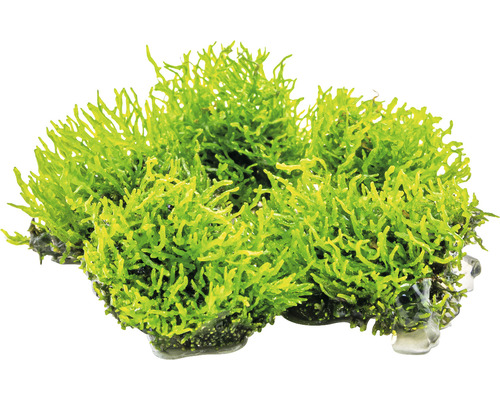Koraalmos - Riccardia chamedryfolia In-Vitro