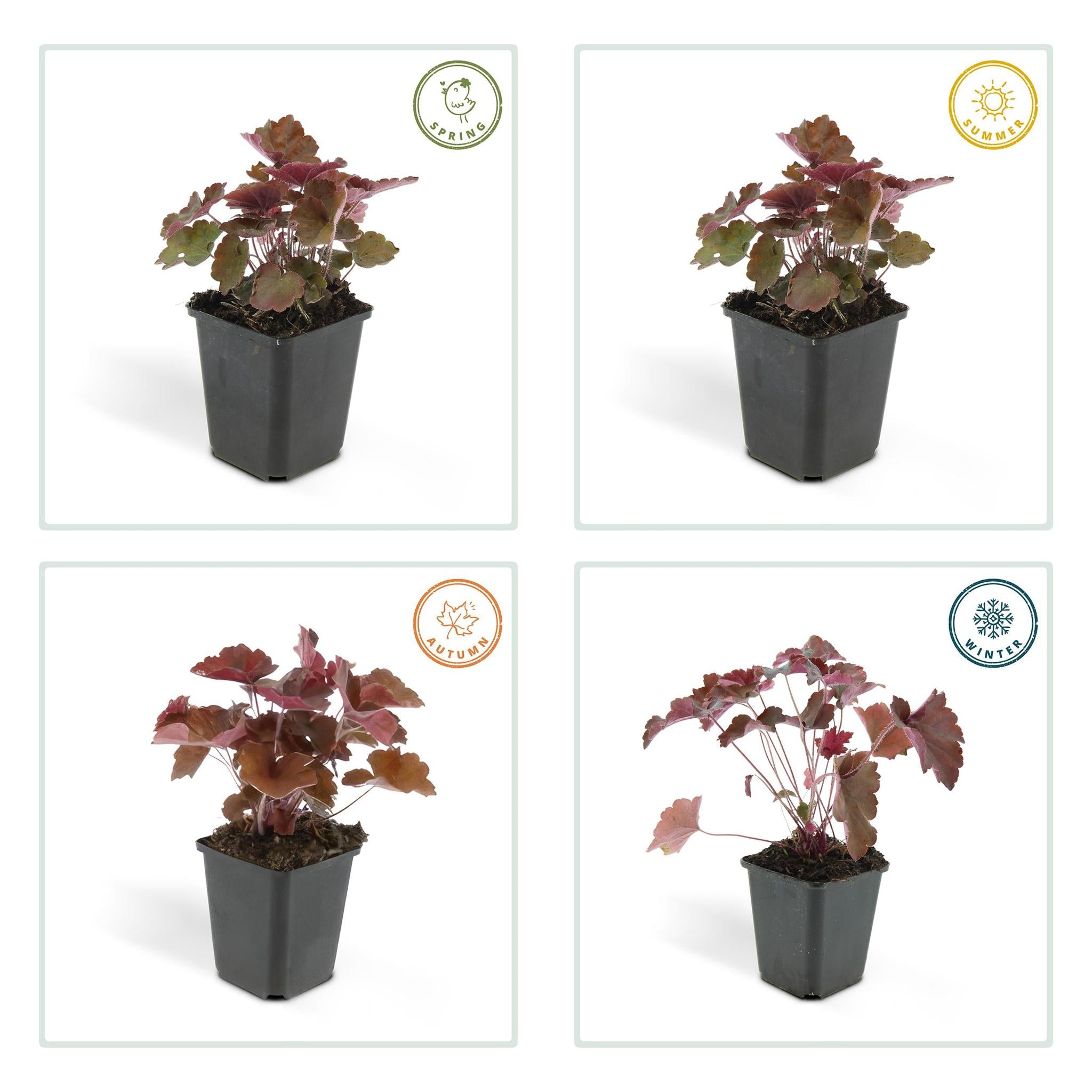 Heuchera mic. 'palace purple'