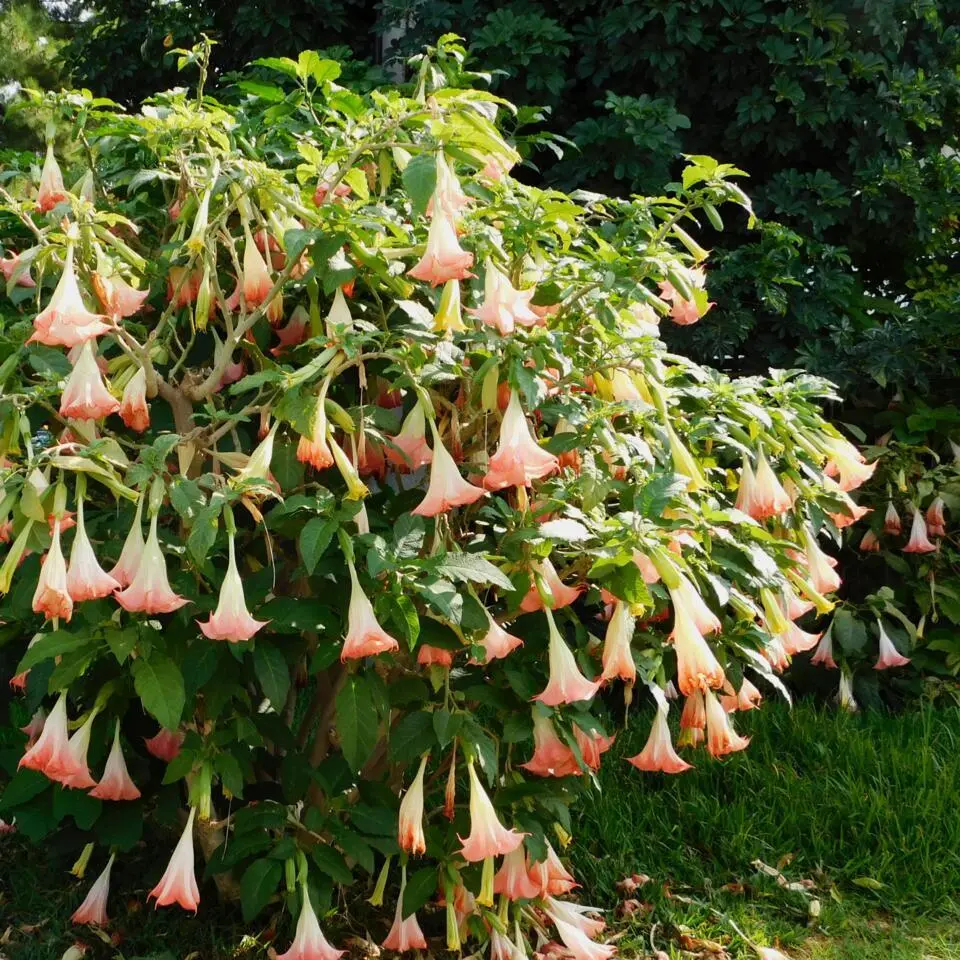 Engelentrompet - Set van 6 - Brugmansia - Hoogte 25-40cm - ⌀9cm