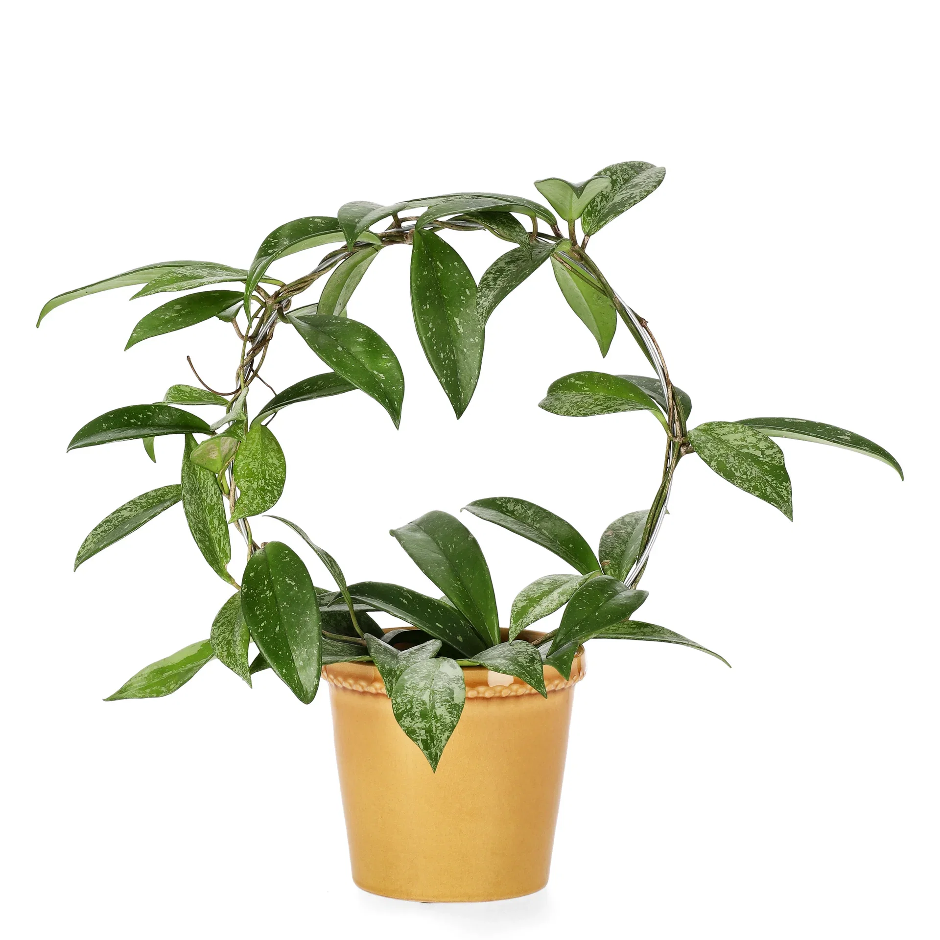 Hoya carnosa 'Silverspots' Porselensplante ‘Silverspots’ på bøyle Høyde 40 cm