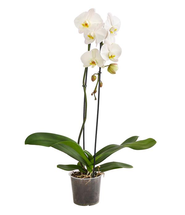 Schmetterlingsorchidee - Phalaenopsis