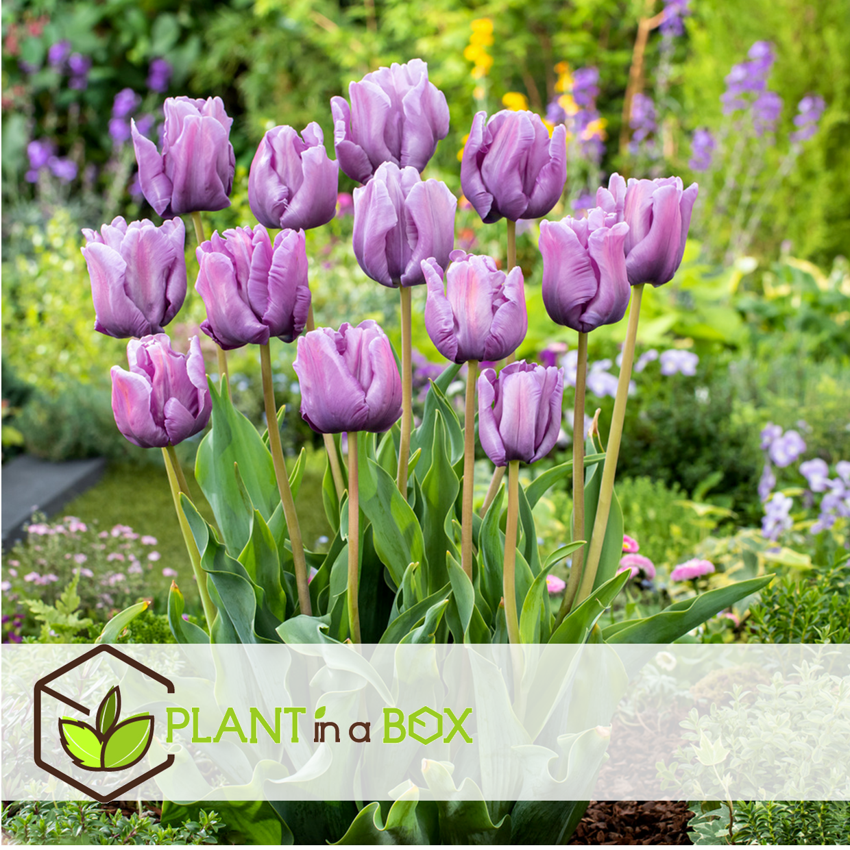 Tulipa blue parrot - bulbes de tulipes x15 - bulbes à fleurs