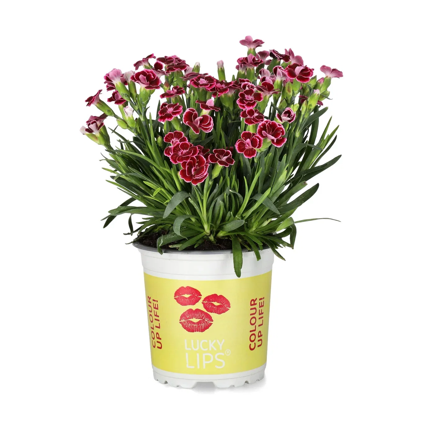 Dianthus caryophyllus 'Lucky Lips' Hagenellik LUCKY LIPS® Ø10,5 cm