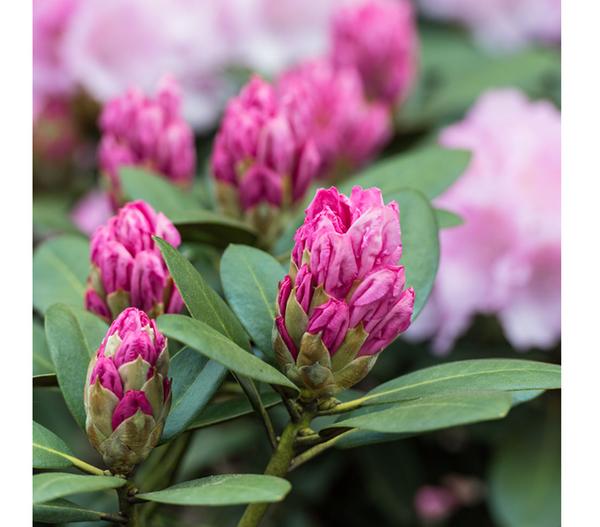 Rhododendron