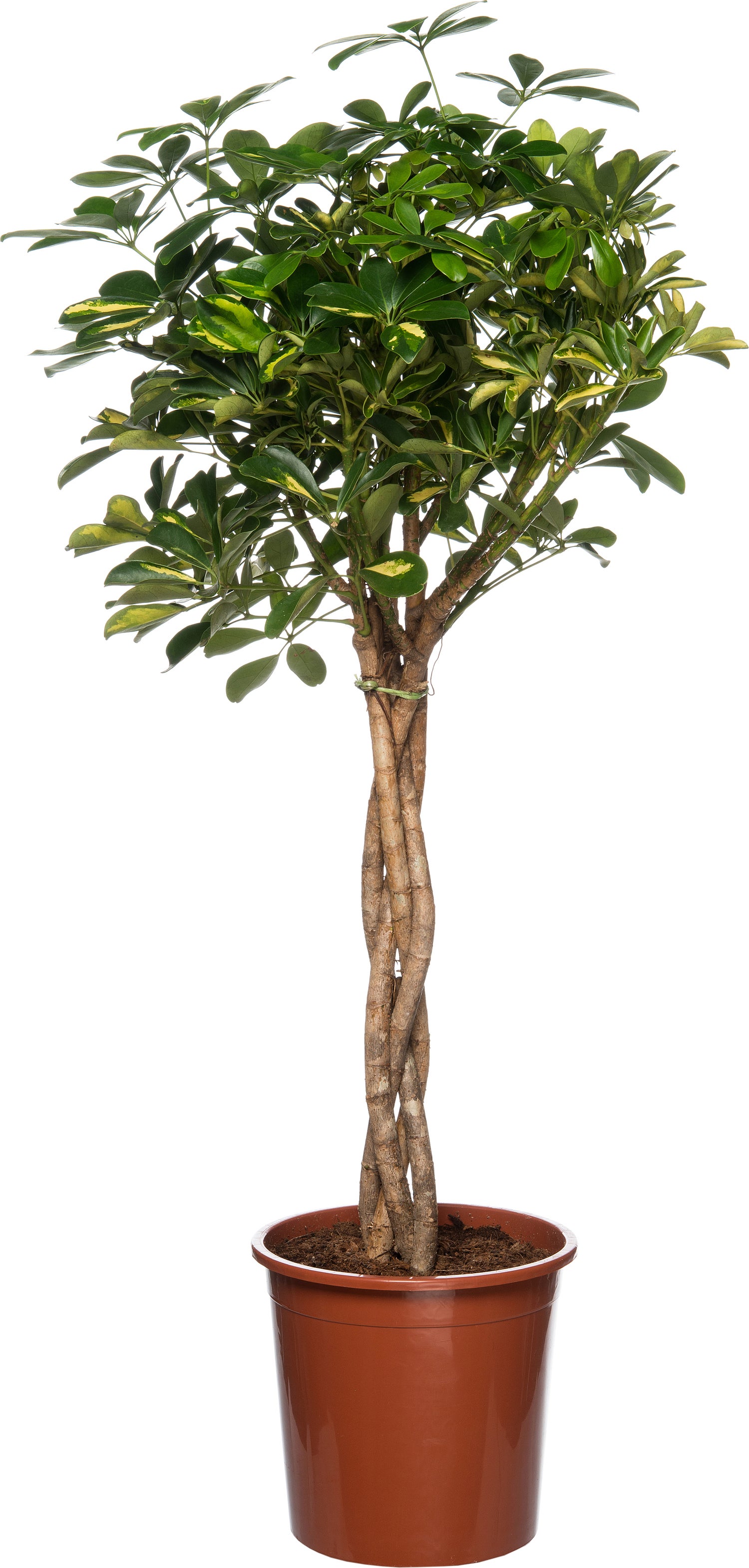 Vingersboom (Schefflera arboricola 'Compacta') D 27 H 120 cm