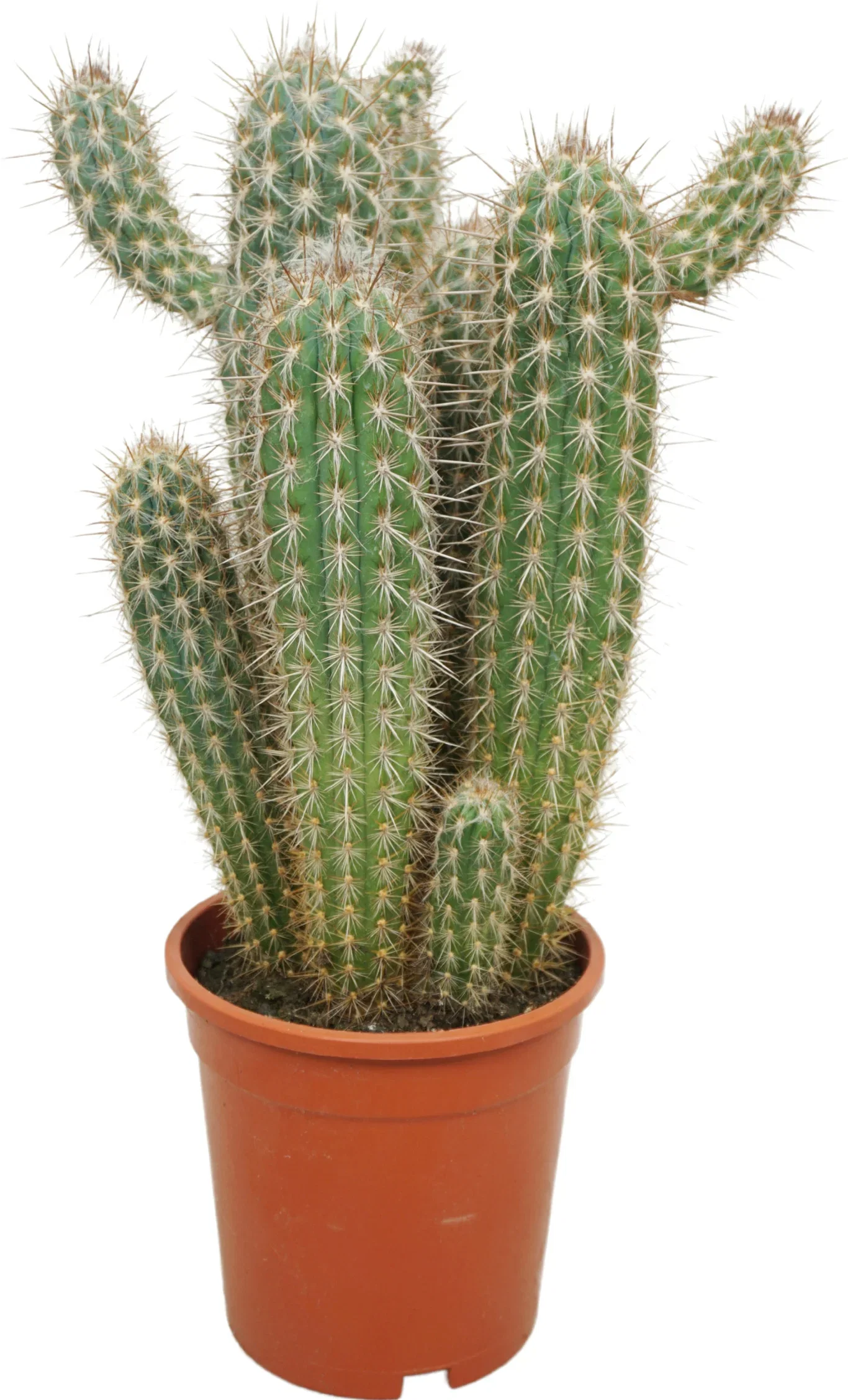 Polaskia chichipe, Vatricania guentheri, Pilosocereus azureus, Pilosocereus gounellei & Pilosocereus braunii Kaktus miks Høyde 35 cm