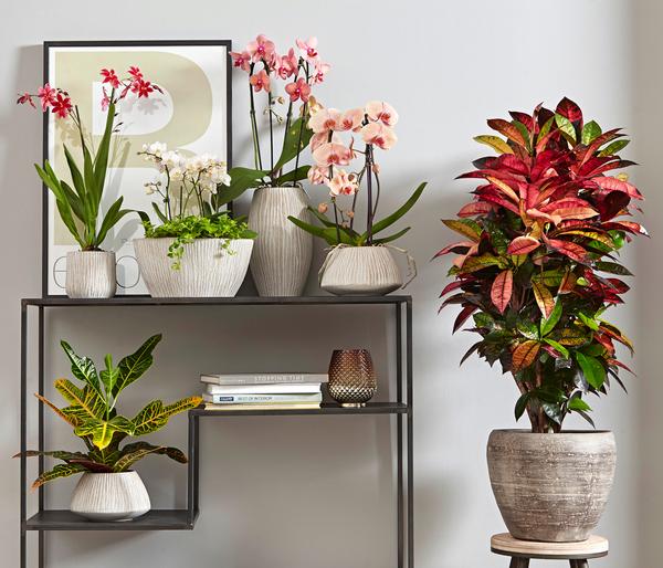 Wunderstrauch - Codiaeum variegatum 'Petra'