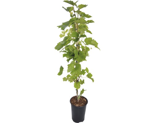 Biologische tafeldruif FloraSelf Bio Vitis vinifera 'Regent' Co 3 L