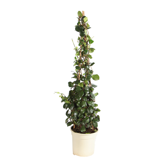 Trachelospermum jasminoides : d.20cm, pyr.