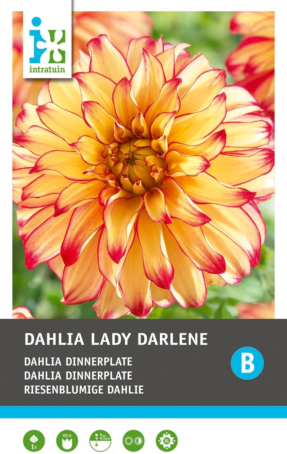 Intratuin Dahlia knol (Dahlia 'Lady Darlene')