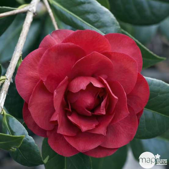 Camellia 'Les Jury' : H 40/50 cm, ctr 3/4 Litres