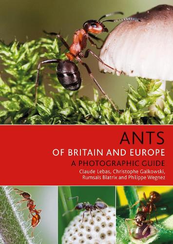 Ants of Britain and Europe - Bloomsbury Naturalist (Paperback)