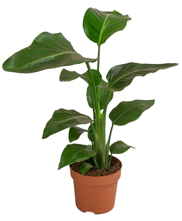 Baumstrelitzie - Strelitzia nicolai