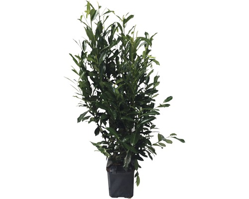 Laurierkers, Laurierkers FloraSelf Prunus laurocerasus 'Caucasica' H 100-125 cm ClickCo