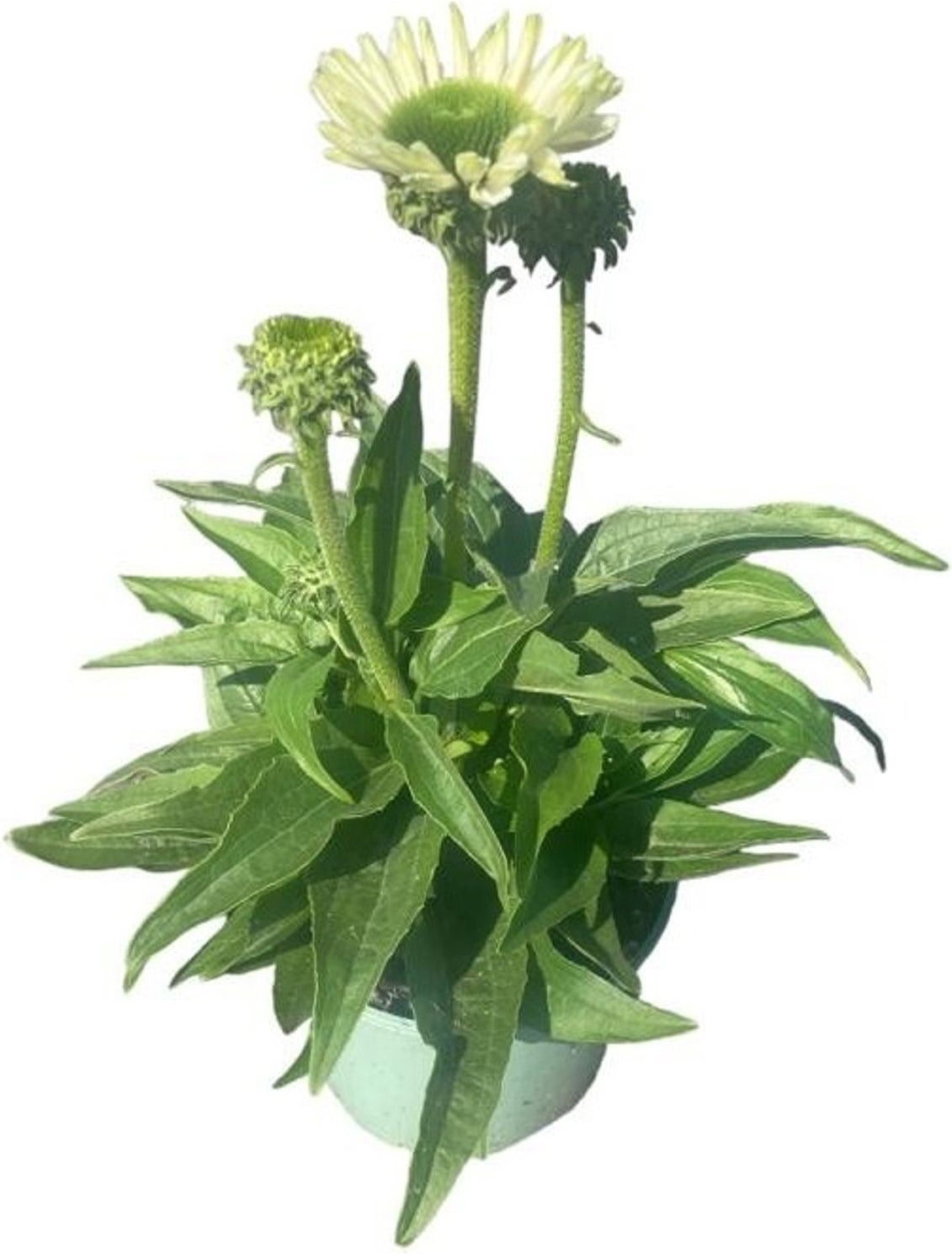 Zonnehoed (Echinacea purpurea 'SunSeekers White') D 17 H 30 cm