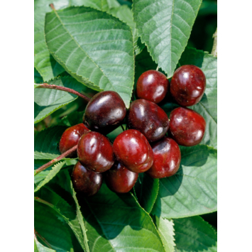 Kersenboom Hedelfinger zoet hoogte 155-180 cm