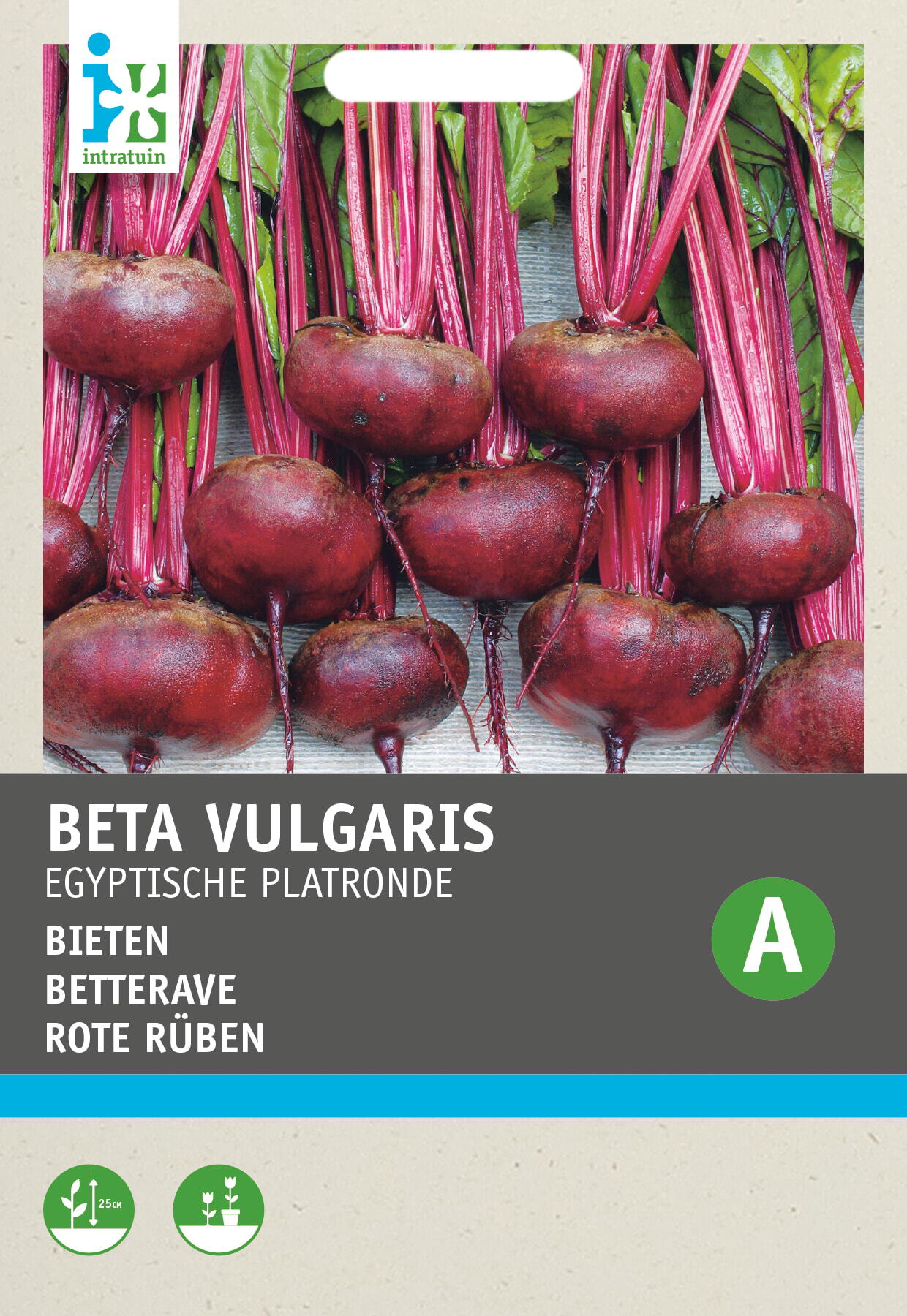 Intratuin groentezaad Bieten (Beta vulgaris 'Egyptische platronde')