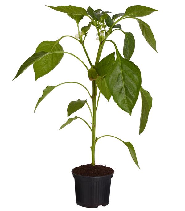 Mintpaprika