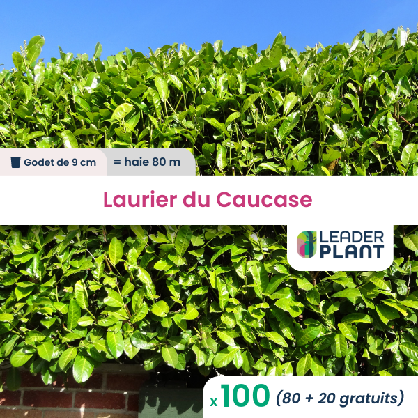 100 x laurier palme, caucase en godet