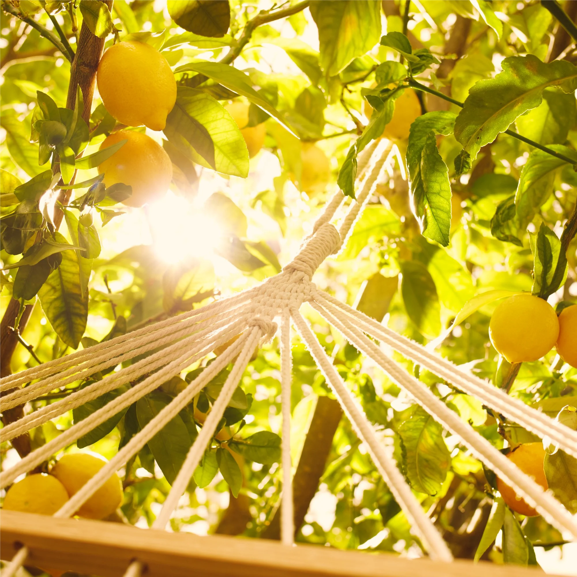 REPLICA UNDER LEMON TREES - EAU DE TOILETTE |