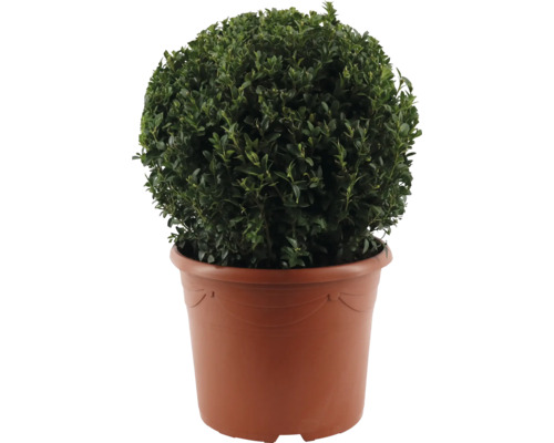 Buxusbol FloraSelf Buxus sempervirens diameter 35-40 cm Co 12 L