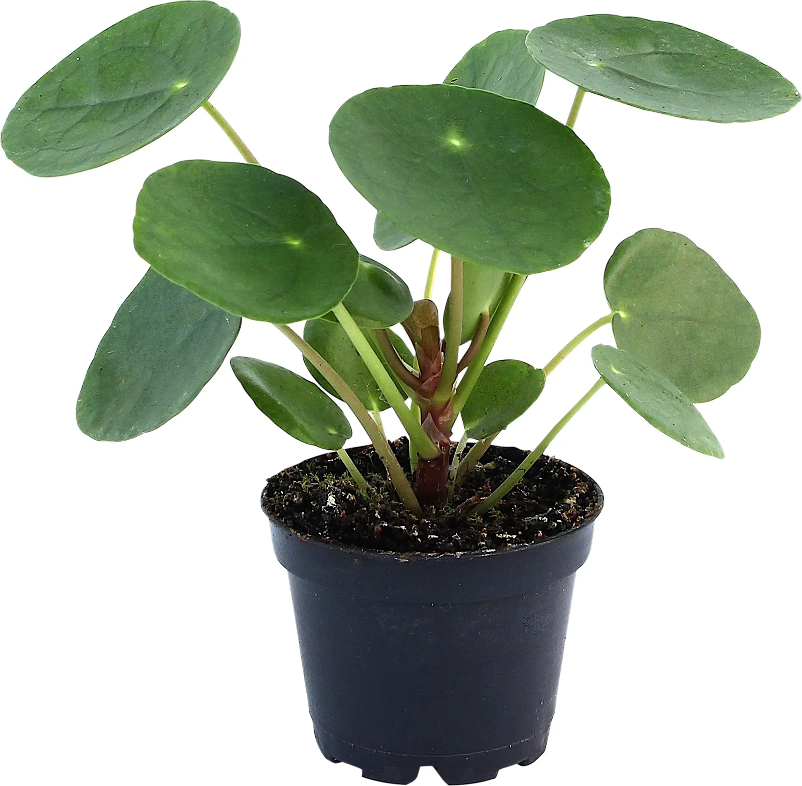 Pilea peperomioides Elefantøre mini Høyde 8 cm