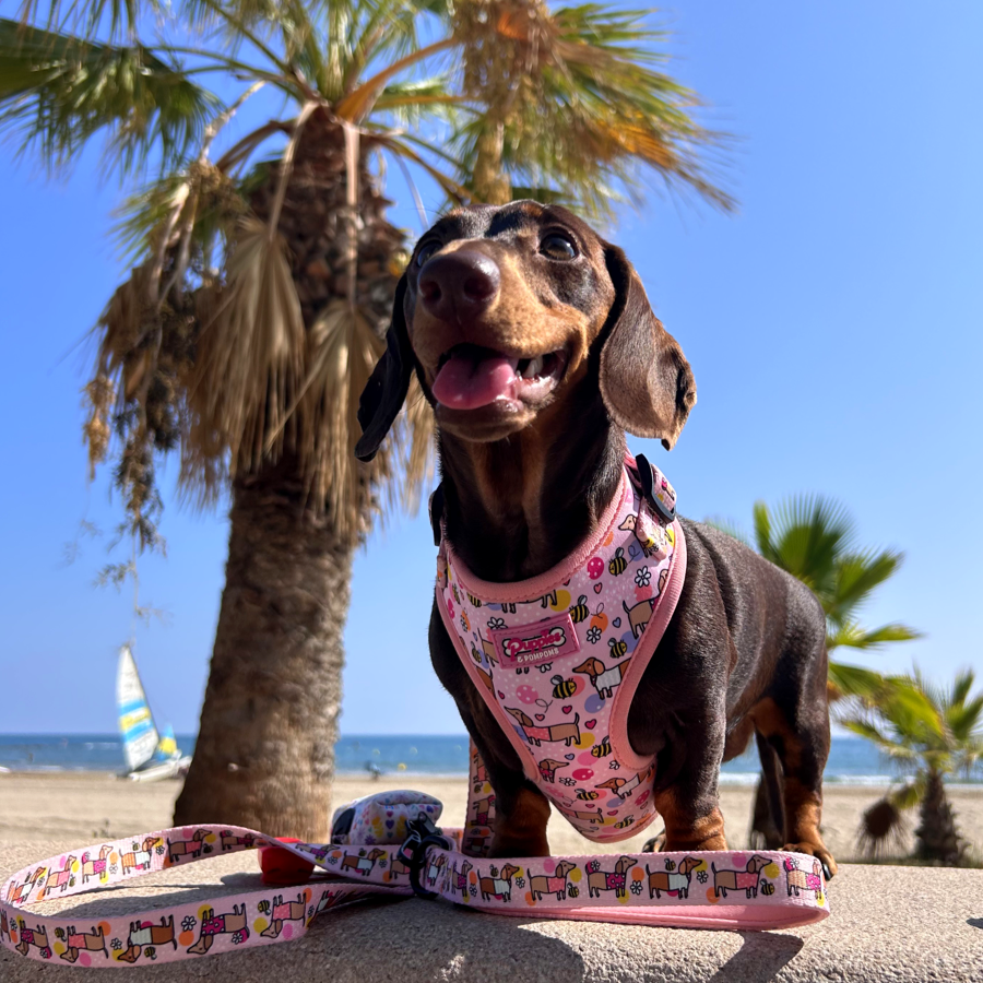 Coleira para cães - Bee Happy Dachshunds