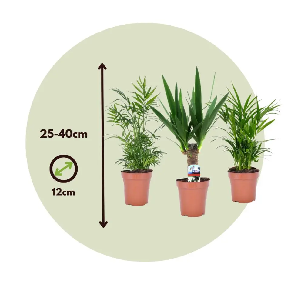 Kamerpalmen - Set van 3 - Mini Indoor Palm Mix - Hoogte 25-40cm - ⌀12cm