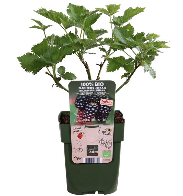 Bio Brombeere 'Navaho® BigandEarly®'