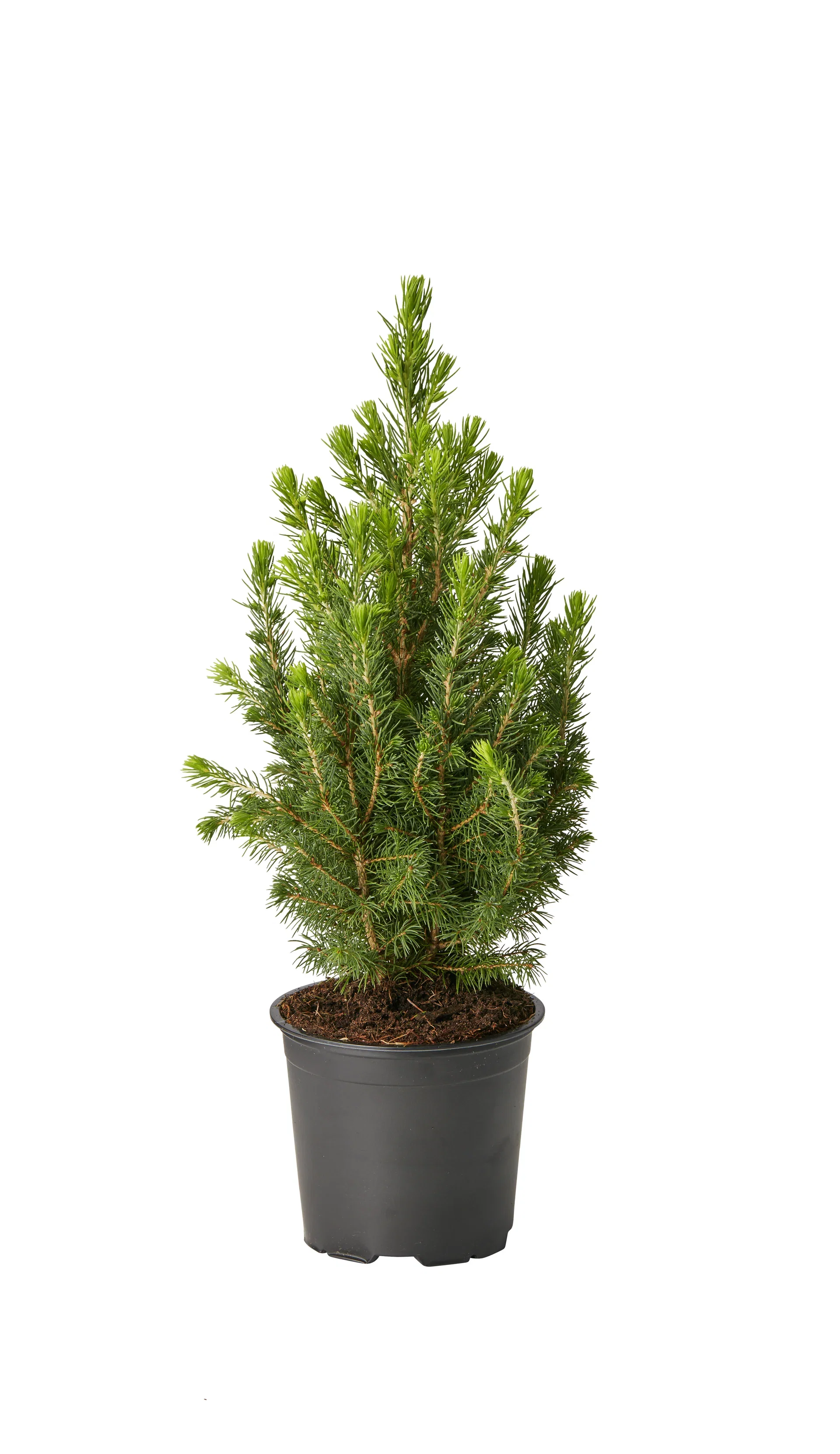 Picea glauca 'Conica' 12 cm Hvitgran Høyde 30 cm