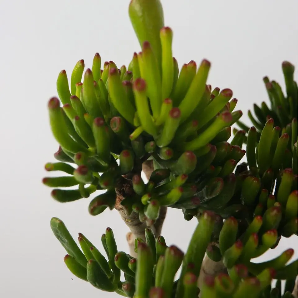 Jadeplant - Crassula ovata 'Hobbit' - Hoogte 55-60cm - ⌀30cm
