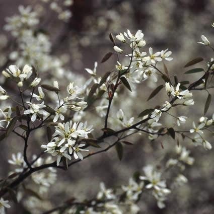 Krentenboompje (Amelanchier lamarckii) H 40-60 cm 10 stuks