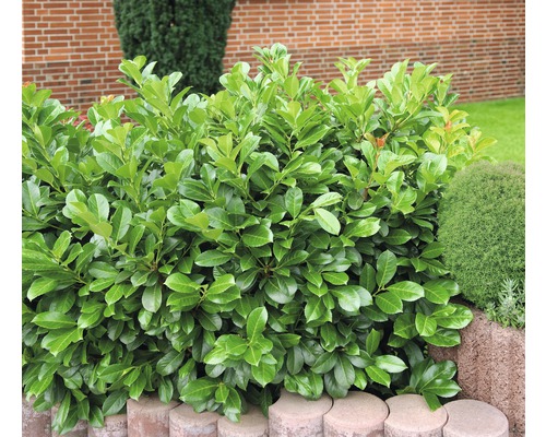 Laurierkers, laurierkers FloraSelf Prunus laurocerasus 'Etna'® H 80-100 cm Co 15 L