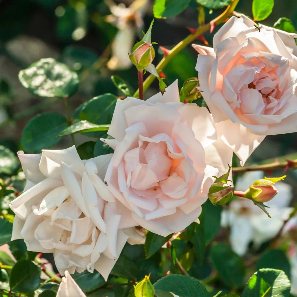 Rosa 'New Dawn' 3L Klatrerose 'New Dawn' Ø19 cm