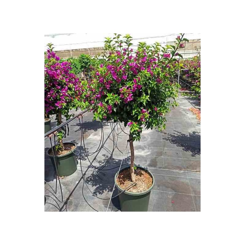 Bougainvillea vera (bougainvillier très florifère) taille pot de 25l - boule - 50/60cm