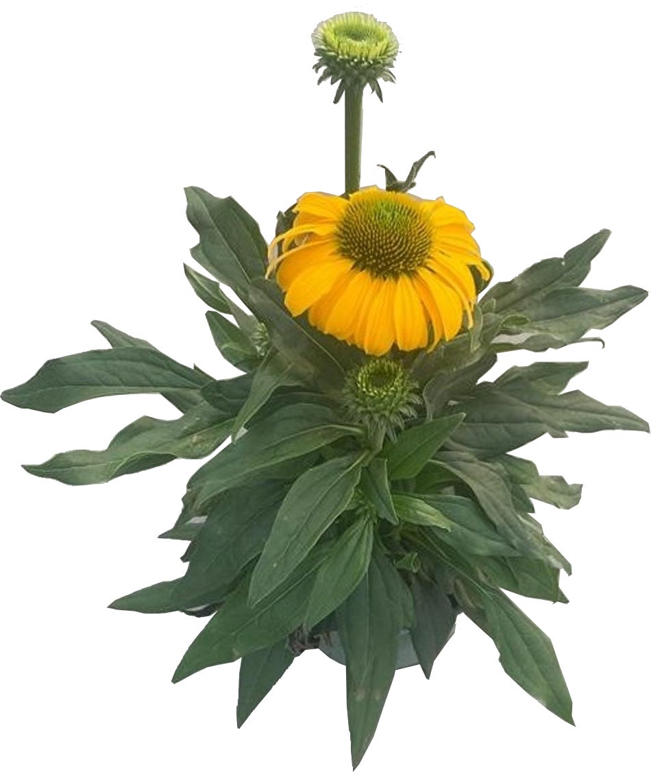 Zonnehoed (Echinacea purpurea 'SunSeekers Yellow') D 17 H 30 cm