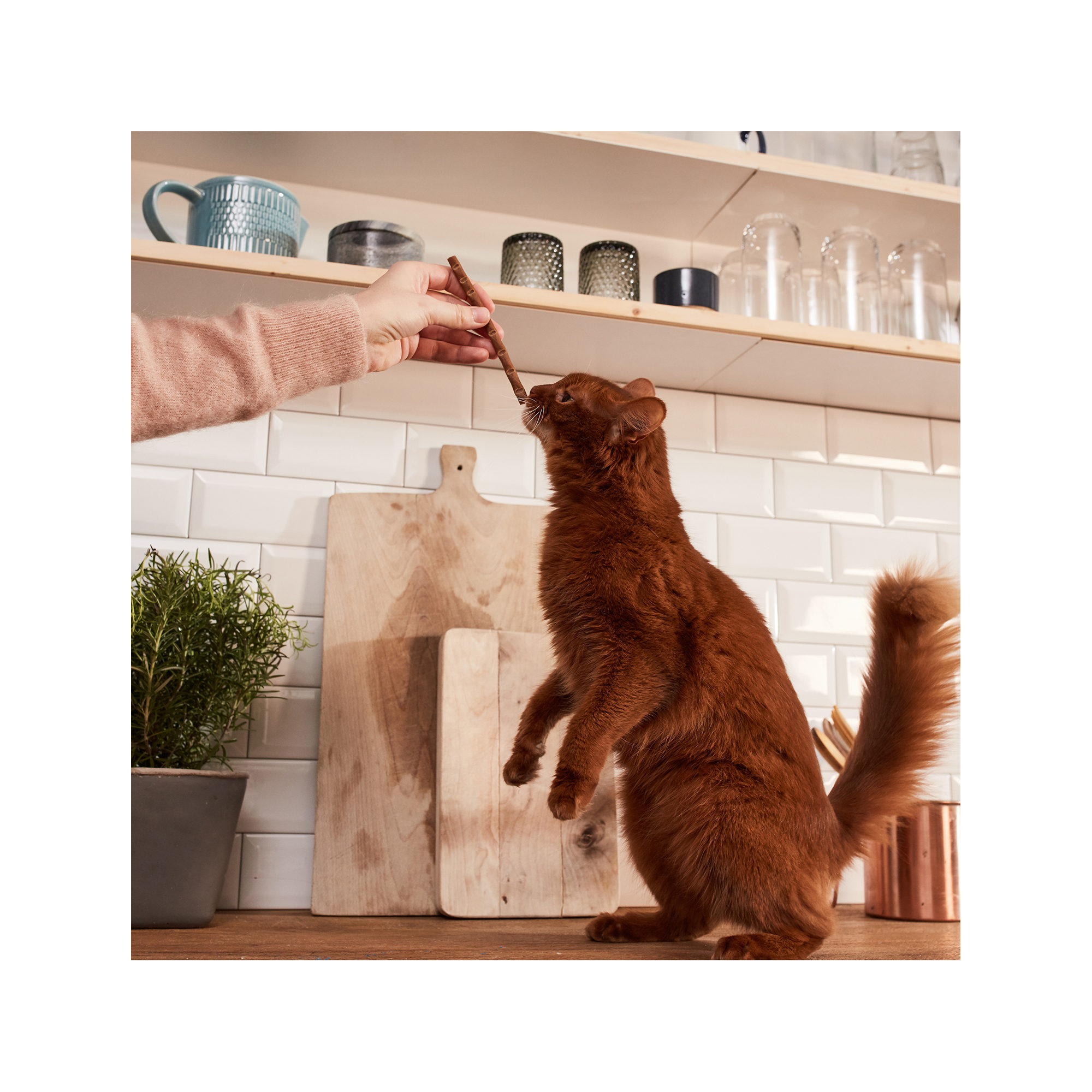 GimCat Superfood Duo-Sticks